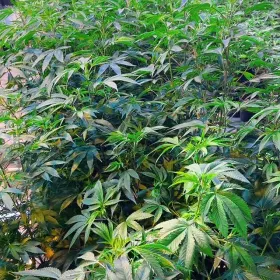 This ain’t a grow… it’s a takeover.
Rows lined up like soldiers. No misses. 🌱
Tokin Buffalo
21+ only”